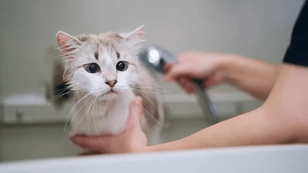 How to Select Best Shampoo for Cats