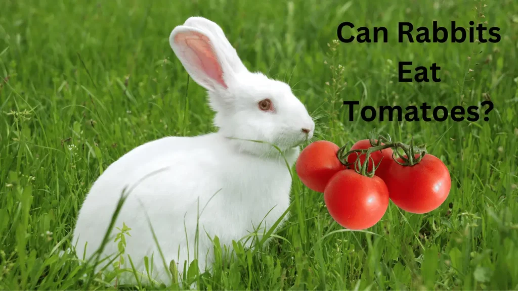 Can Rabbits Eat Tomatoes?