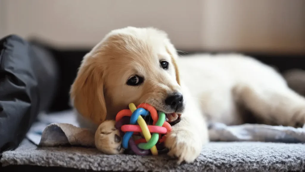 Why Do Dogs Like Squeaky Toys