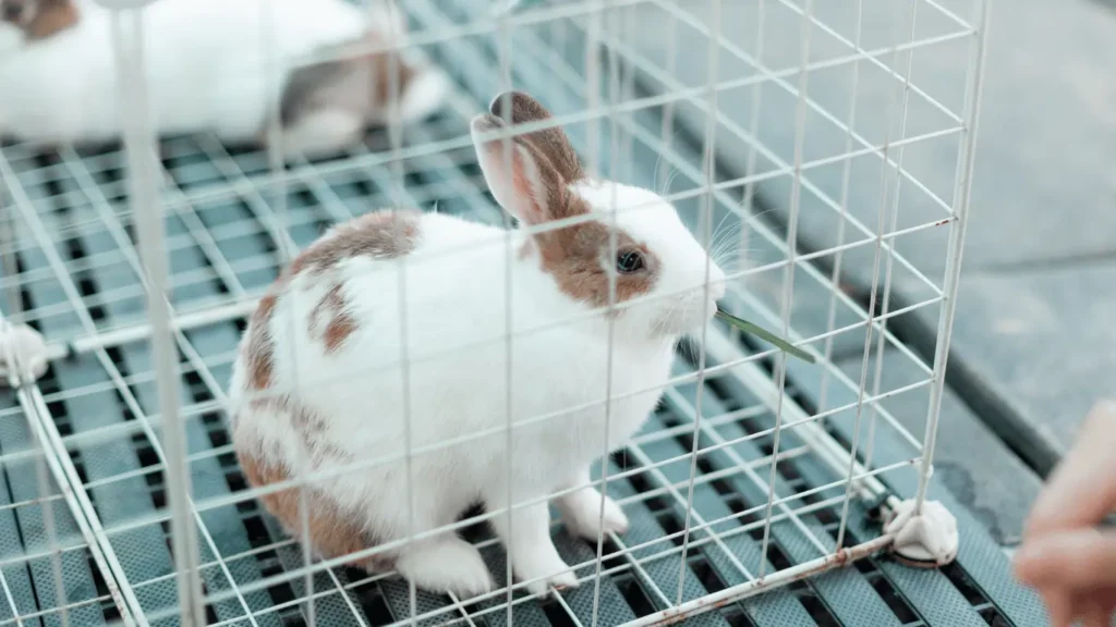 Rabbit Catching Cage