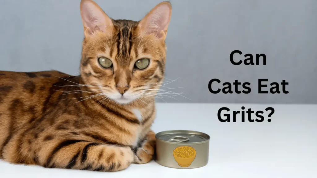 Can Cats Eat Grits? Everything You Need to Know